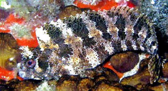 Parablennius gattorugine_00154